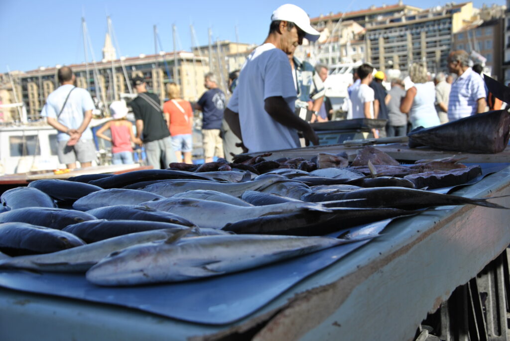 Francia-Provenza-Marsiglia-Vieux Port-mercato del pesce-pesce sul banco